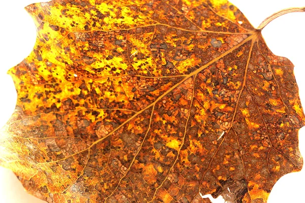 Autumn leaf — Stock Photo, Image