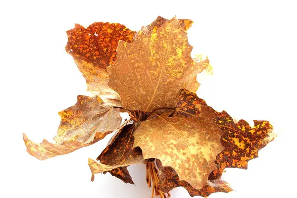 Autumn leaves — Stock Photo, Image