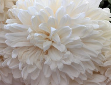 Beyaz krizantem