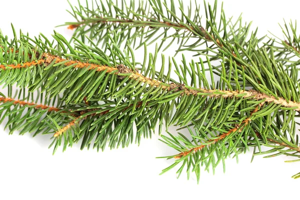 Green fir branch — Stock Photo, Image