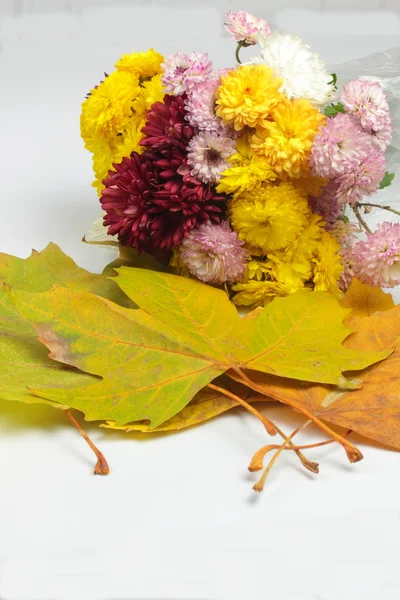 Podzim v barvách — Stock fotografie