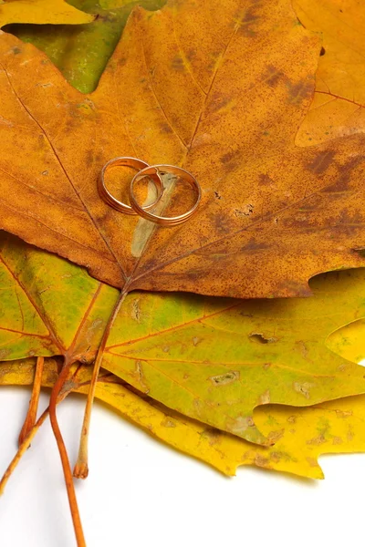 Anillos de boda de otoño — Foto de Stock