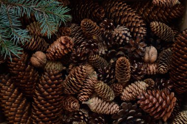 Kozalakların arka planı, dal dallar. Yılbaşı kartı. Fotokopi makinesi. seçici odak