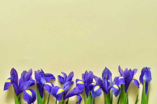 Iris Flowers Izolované Žlutém Pozadí Jarní Nálada Kopírovat Prostor Pro — Stock fotografie