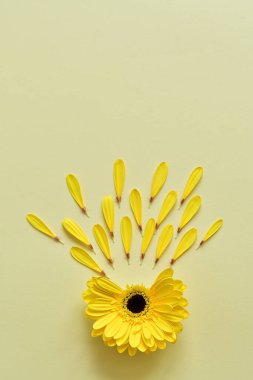 Sarı gerbera yapraklarından yapılmış yaratıcı bir düzen. Asgari ruh hali geçmişi. Bahar çiçeği konsepti. Düz yatıyordu. Uzayı kopyala Renk 2021