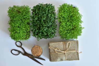 Tohumlar ve mikroyeşil, beyaz arka planda keten örtüler. Bitki yetiştirmek için doğal bir temel. Pencere kenarında vitaminler. Vejetaryen ve sağlıklı süper yiyecekler. Seçmeli odaklanma. en üstteki görünüm