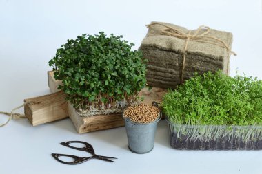 Turp tohumu ve mikroyeşil, keten hasırlar, beyaz arka planda eski makas. Bitki yetiştirmek için doğal bir temel. Pencere kenarında vitaminler. Vejetaryen ve sağlıklı yiyecekler. Seçici odaklanma..