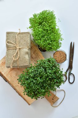 Tohumlar ve mikroyeşil, beyaz arka planda keten örtüler. Bitki yetiştirmek için doğal bir temel. Pencere kenarında vitaminler. Vejetaryen ve sağlıklı süper yiyecekler. Seçmeli odaklanma. en üstteki görünüm