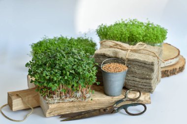 Turp tohumu ve mikroyeşil, keten hasırlar, beyaz arka planda eski makas. Bitki yetiştirmek için doğal bir temel. Pencere kenarında vitaminler. Vejetaryen ve sağlıklı yiyecekler. Seçici odaklanma..