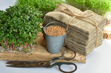 Turp tohumu ve mikroyeşil, keten hasırlar, beyaz arka planda eski makas. Bitki yetiştirmek için doğal bir temel. Pencere kenarında vitaminler. Vejetaryen ve sağlıklı yiyecekler. Seçici odaklanma..