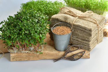 Turp tohumu ve mikroyeşil, keten hasırlar, beyaz arka planda eski makas. Bitki yetiştirmek için doğal bir temel. Pencere kenarında vitaminler. Vejetaryen ve sağlıklı yiyecekler. Seçici odaklanma..