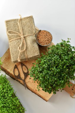 Tohumlar ve mikroyeşil, beyaz arka planda keten örtüler. Bitki yetiştirmek için doğal bir temel. Pencere kenarında vitaminler. Vejetaryen ve sağlıklı süper yiyecekler. Seçmeli odaklanma. en üstteki görünüm