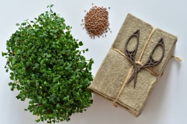 Turp tohumu ve mikroyeşil, eski makas, beyaz arka planda keten hasırlar. Bitki yetiştirmek için doğal zemin. Pencere kenarında vitaminler. Vejetaryen ve sağlıklı yiyecekler. Avitaminosis. Seçici odaklanma.