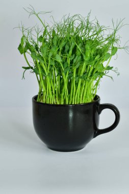 Siyah bardakta mikro yeşiller. Bezelye filizleri, sebze filizleri. Evde tohum yetiştirme. Vejetaryen ve sağlıklı beslenme konsepti. dikey resim. Seçmeli odak. Boşluğu kopyala.