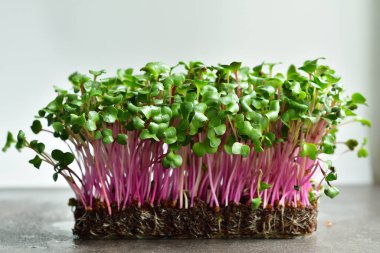 Gri arka planda mikro yeşil turp filizleri. Avitaminoz. Bezelye filizleri, sebze filizleri. Evde tohum yetiştirme. Vegan ve sağlıklı beslenme kavramı. Seçmeli odaklanma. Boşluğu kopyala.