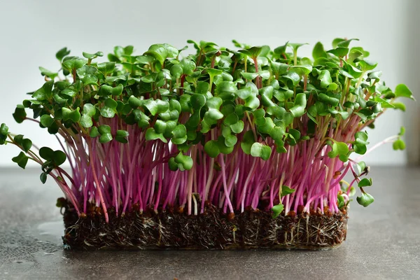 Micro green sprouts of radish on grey background.Spring avitaminosis. Sprouts of peas vegetable, Growing sprouts. Seed Germination at home. Vegan and healthy eating concept.Selective focus.Copy space.