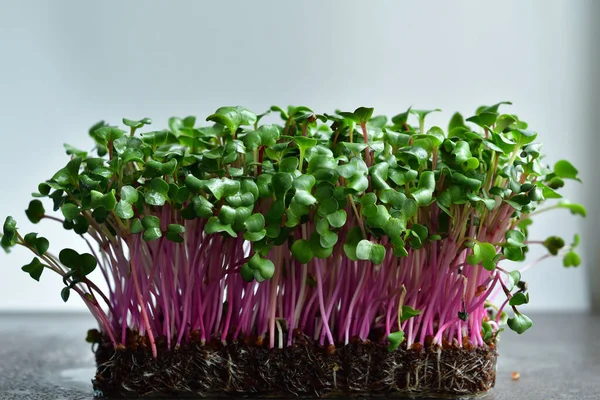 Micro green sprouts of radish on grey background.Spring avitaminosis. Sprouts of peas vegetable, Growing sprouts. Seed Germination at home. Vegan and healthy eating concept.Selective focus.Copy space.