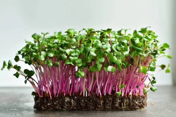 Micro green sprouts of radish on grey background.Spring avitaminosis. Sprouts of peas vegetable, Growing sprouts. Seed Germination at home. Vegan and healthy eating concept.Selective focus.Copy space.