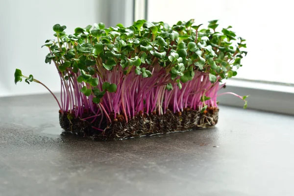 Micro green sprouts of radish on windowsill.Spring avitaminosis. Sprouts of peas vegetable, Growing sprouts. Seed Germination at home. Vegan and healthy eating concept.Selective focus.Copy space.
