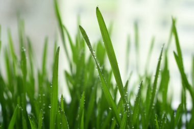 Çiy damlaları olan taze yeşil çimenler. Duvar kağıdı, yaprakların üzerindeki su damlacıkları. Doğal arka plan, su ve yeşil yapraklar. Yağmurdan sonra sabah çiğ taneleri. Yakın plan..