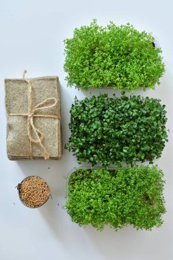 Tohumlar ve mikroyeşil, beyaz arka planda keten örtüler. Bitki yetiştirmek için doğal bir temel. Pencere kenarında vitaminler. Vejetaryen ve sağlıklı süper yiyecekler. Seçmeli odaklanma. en üstteki görünüm