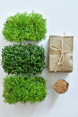 Tohumlar ve mikroyeşil, beyaz arka planda keten örtüler. Bitki yetiştirmek için doğal bir temel. Pencere kenarında vitaminler. Vejetaryen ve sağlıklı süper yiyecekler. Seçmeli odaklanma. en üstteki görünüm