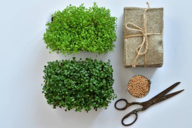 Tohumlar ve mikroyeşil, beyaz arka planda keten örtüler. Bitki yetiştirmek için doğal bir temel. Pencere kenarında vitaminler. Vejetaryen ve sağlıklı süper yiyecekler. Seçmeli odaklanma. en üstteki görünüm