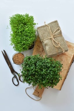 Tohumlar ve mikroyeşil, beyaz arka planda keten örtüler. Bitki yetiştirmek için doğal bir temel. Pencere kenarında vitaminler. Vejetaryen ve sağlıklı süper yiyecekler. Seçmeli odaklanma. en üstteki görünüm