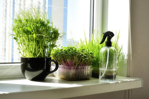 Micro-greens in a box and sprayer, fresh green onions, placed on the windowsill.Vitamins on windowsill. Vegan and healthy superfood .Spring avitaminosis.hobby in quarantine Covid19.selective focus