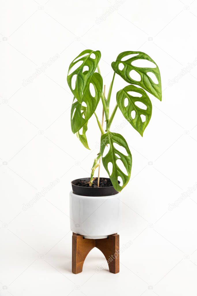 A formal studio shot of the Monstera adansonii plant on a white mid-century modern design pot with wood stand set on a plain white background.