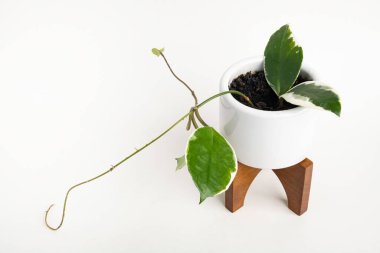 Hoya Canosa bitkisinin, beyaz bir orta çağ modern tasarım kabı üzerinde, sade beyaz arka planda ahşap tezgahı olan resmi..