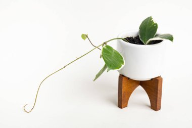 Hoya Canosa bitkisinin, beyaz bir orta çağ modern tasarım kabı üzerinde, sade beyaz arka planda ahşap tezgahı olan resmi..