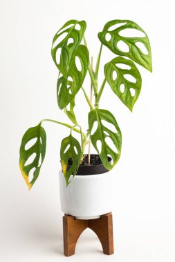 Monstera adansonii bitkisinin resmi bir resmi beyaz bir orta yüzyıl modern tasarım çömleği üzerinde düz beyaz arka planda ahşap standı ile.