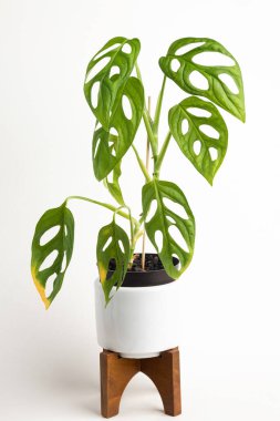 Monstera adansonii bitkisinin resmi bir resmi beyaz bir orta yüzyıl modern tasarım çömleği üzerinde düz beyaz arka planda ahşap standı ile.