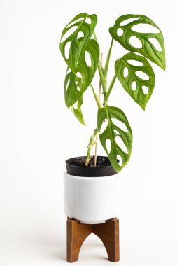 Monstera adansonii bitkisinin resmi bir resmi beyaz bir orta yüzyıl modern tasarım çömleği üzerinde düz beyaz arka planda ahşap standı ile.