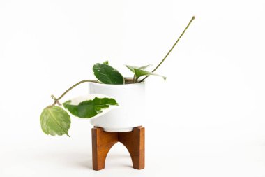 Hoya Canosa bitkisinin, beyaz bir orta çağ modern tasarım kabı üzerinde, sade beyaz arka planda ahşap tezgahı olan resmi..