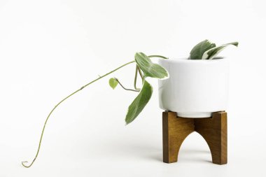 Hoya Canosa bitkisinin, beyaz bir orta çağ modern tasarım kabı üzerinde, sade beyaz arka planda ahşap tezgahı olan resmi..