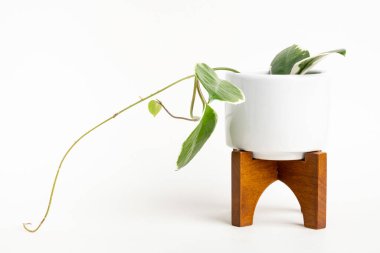 A formal studio shot of the Hoya canosa plant on a white mid-century modern design pot with wood stand set on a plain white background. clipart
