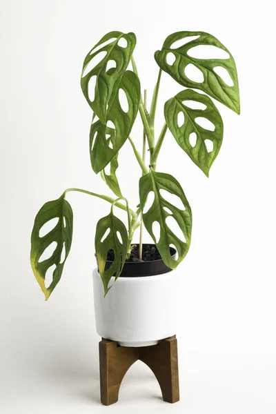 Una Toma Estudio Formal Planta Monstera Adansonii Una Maceta Diseño —  Fotos de Stock