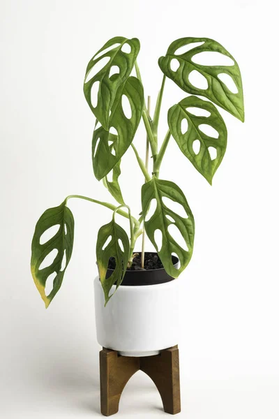 Una Toma Estudio Formal Planta Monstera Adansonii Una Maceta Diseño —  Fotos de Stock