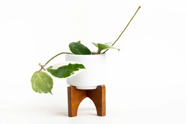 Formal Studio Shot Hoya Canosa Plant White Mid Century Modern — Stock Photo, Image