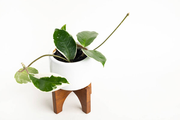 Официальный студийный снимок растения Хойя Каноза на белом котелке современного дизайна середины века с деревянным стендом, установленным на обычном белом фоне.