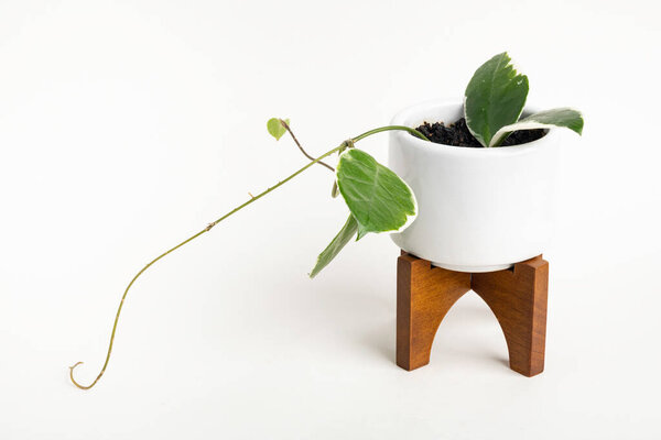 Официальный студийный снимок растения Хойя Каноза на белом котелке современного дизайна середины века с деревянным стендом, установленным на обычном белом фоне.