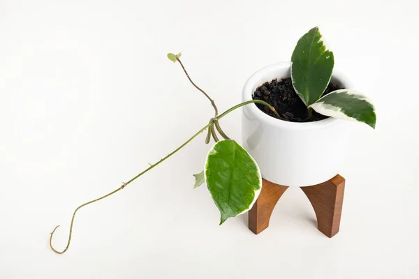 Formális Stúdiófelvétel Hoya Canosa Növényről Egy Fehér Századközepi Modern Formatervezési — Stock Fotó