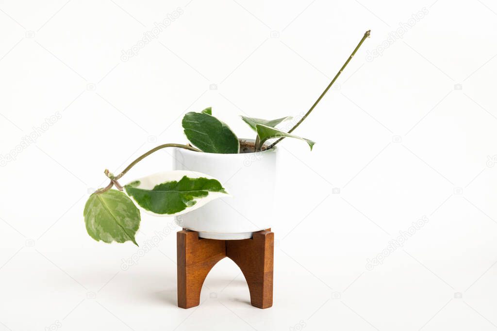 A formal studio shot of the Hoya canosa plant on a white mid-century modern design pot with wood stand set on a plain white background.