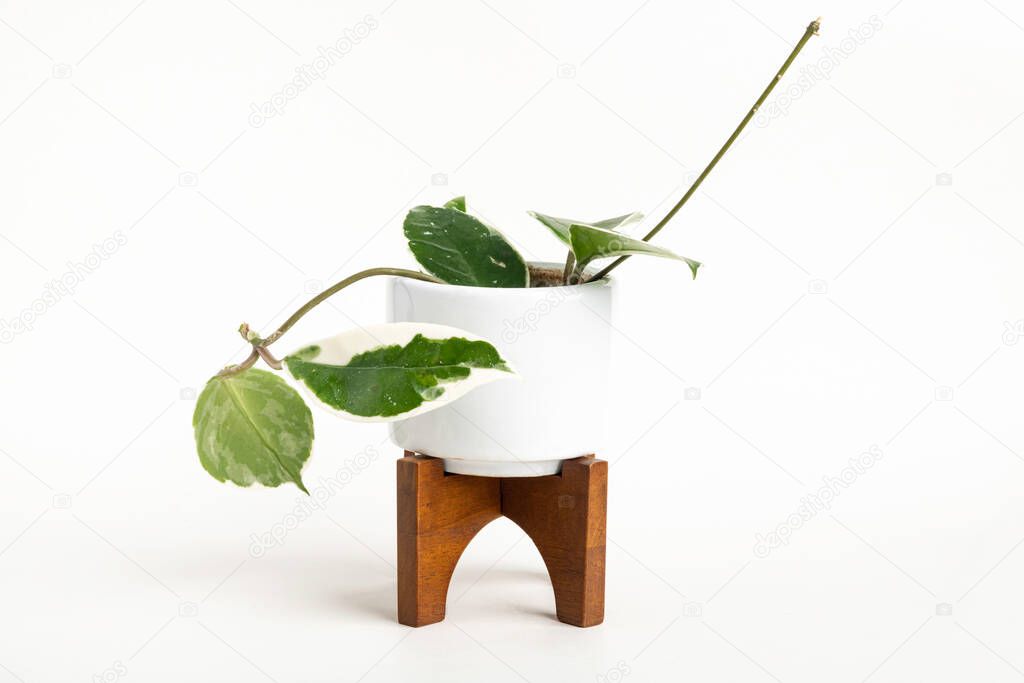 A formal studio shot of the Hoya canosa plant on a white mid-century modern design pot with wood stand set on a plain white background.