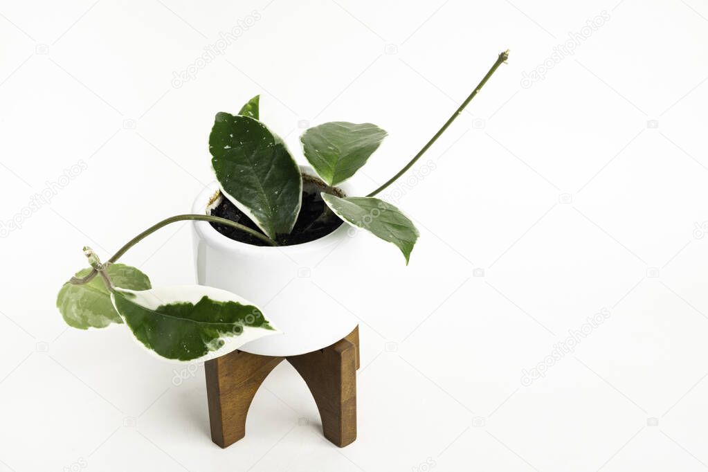 A formal studio shot of the Hoya canosa plant on a white mid-century modern design pot with wood stand set on a plain white background.