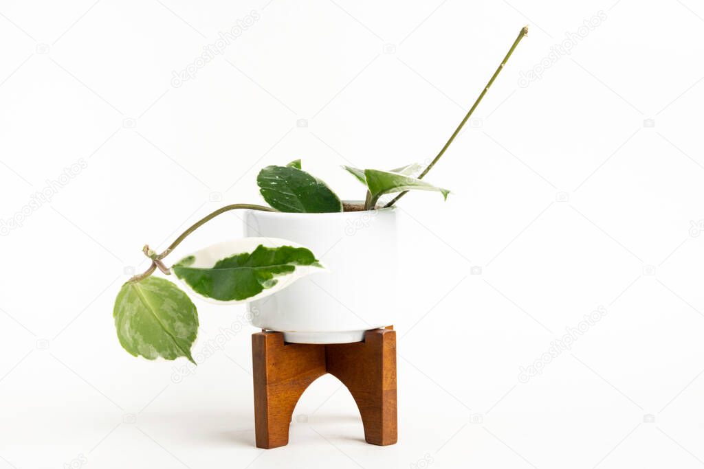 A formal studio shot of the Hoya canosa plant on a white mid-century modern design pot with wood stand set on a plain white background.