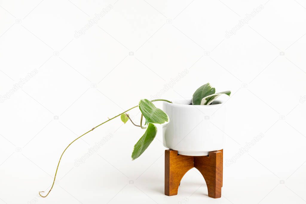 A formal studio shot of the Hoya canosa plant on a white mid-century modern design pot with wood stand set on a plain white background.