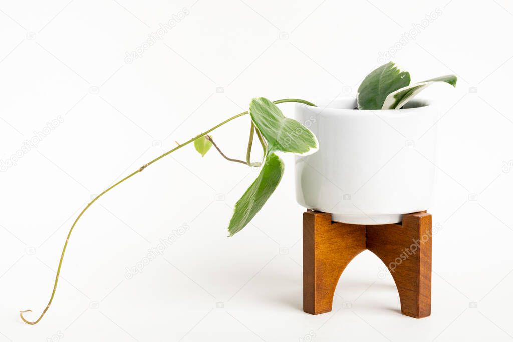 A formal studio shot of the Hoya canosa plant on a white mid-century modern design pot with wood stand set on a plain white background.